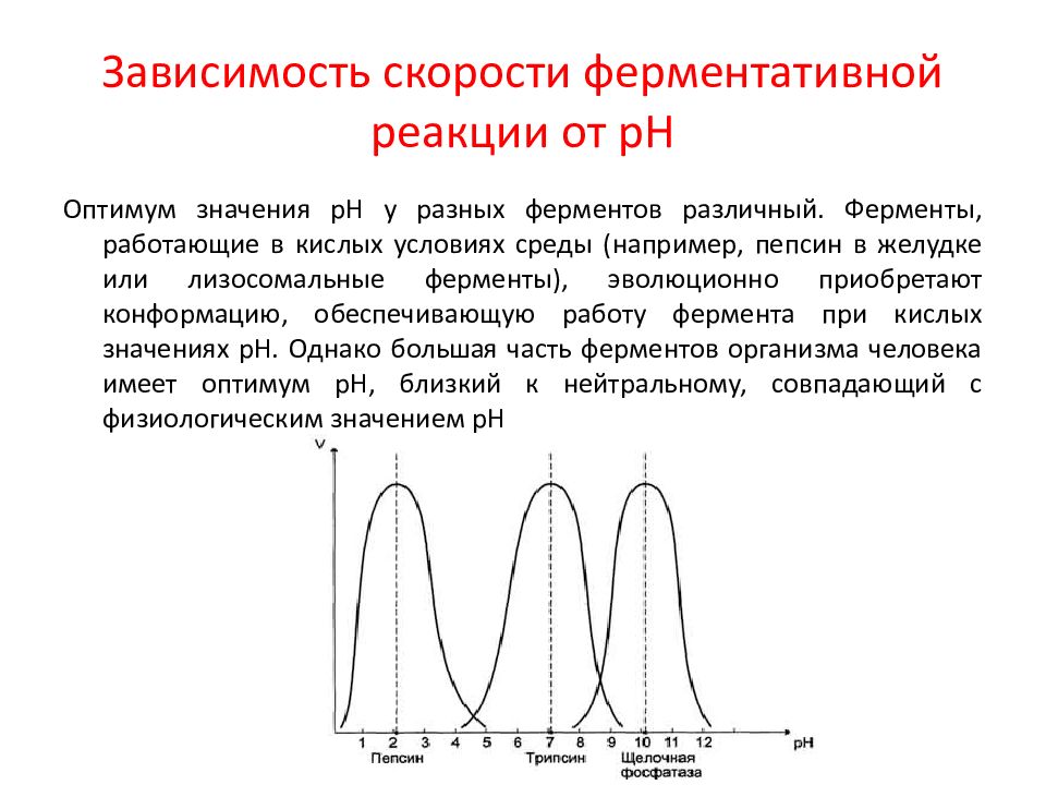 Оптимум белая. Зависимость скорости ферментативной реакции от РН. От чего зависит скорость ферментативной реакции. Зависимость скорости ферментативной реакции от температуры. Скорость ферментативной реакции от PH среды.