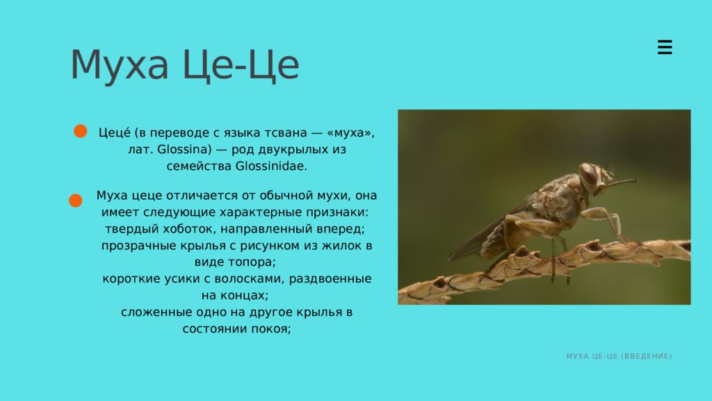 Цеце род. Муха ЦЕЦЕ морфология. Предложение со словом ЦЕЦЕ. Муха ЦЕЦЕ стих. 3 Основные группы мухи ЦЕЦЕ В тропической.