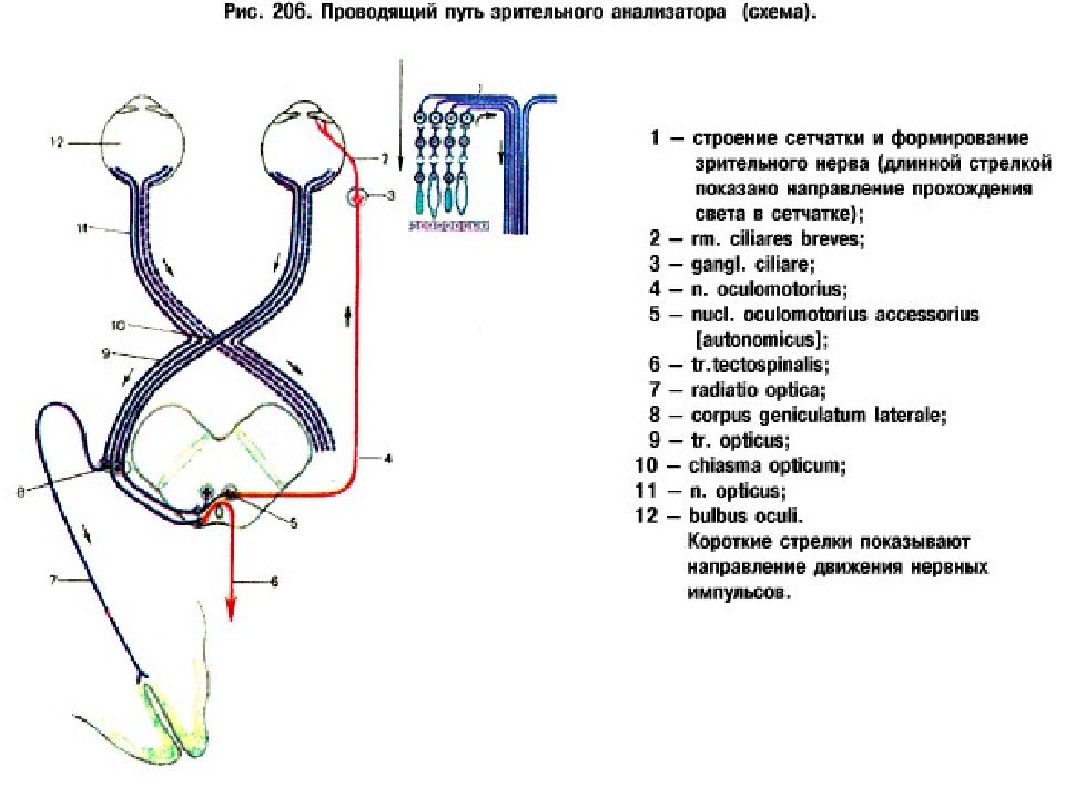 Проводящий путь зрительного анализатора схема