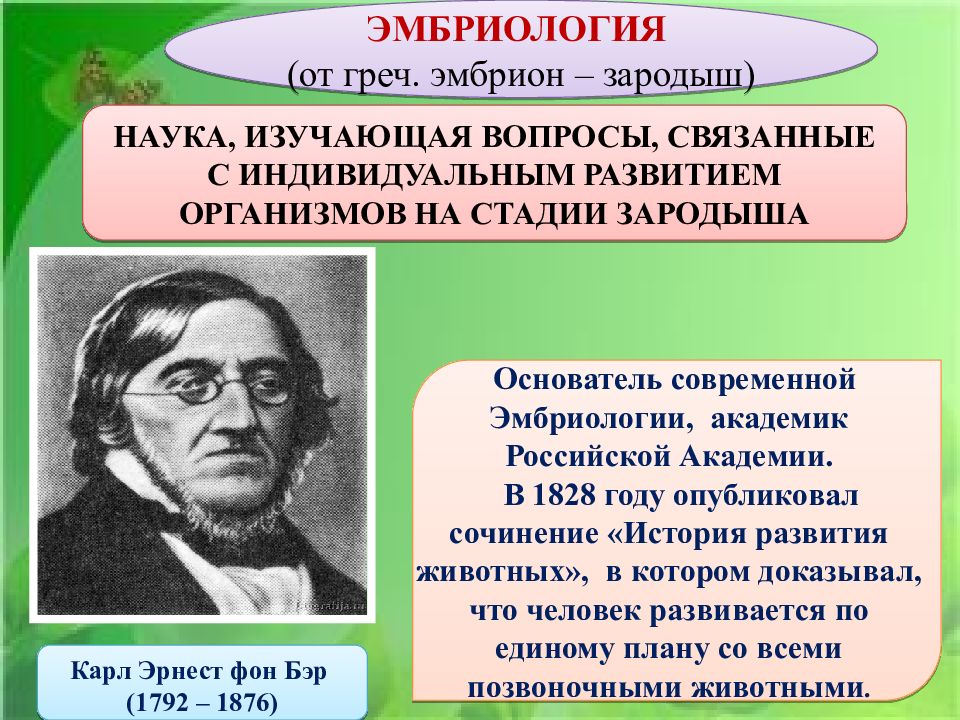 Индивидуальное развитие организма презентация 10 класс биология