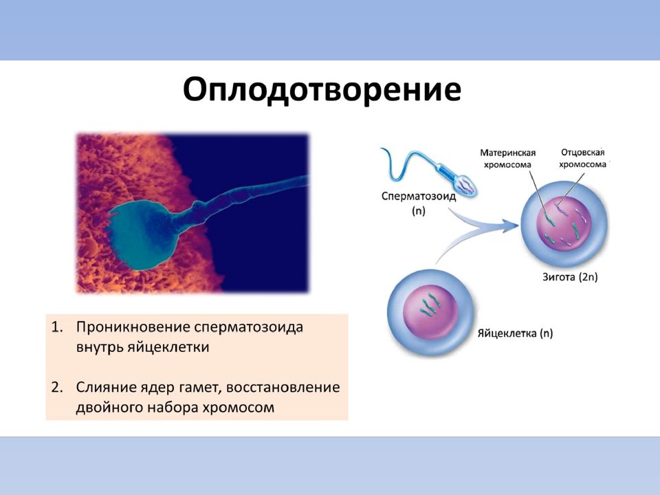 Оплодотворение в картинках