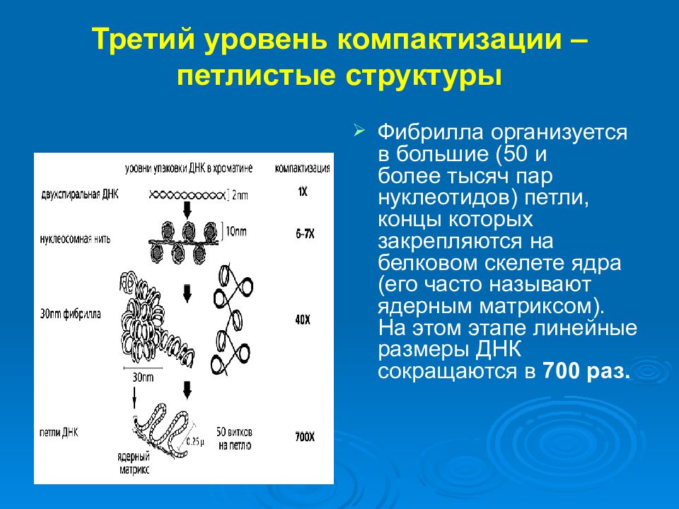 Нуклеиновая кислота входящая в состав хромосом. Третий уровень упаковки ДНК. Компактизации нуклеиновых кислот. Компактизация нуклеотидов. Петлистая структура.