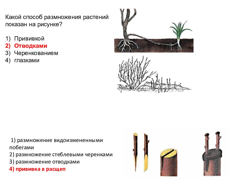 Какой способ вегетативного размножения показан на рисунке усами прививкой