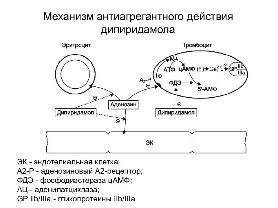 Каков механизм действия. Аденозиновые рецепторы тромбоцитов. Лекарственные препараты агрегации тромбоцитов. Агрегация тромбоцитов ЦАМФ. Аденозиновые рецепторы механизм.