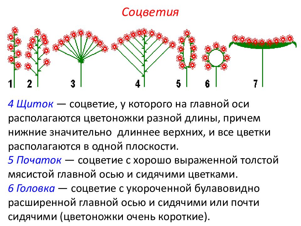 Сложный початок. Генеративные органы цветки соцветия. Растения с соцветием початок. Морфология прицветников у соцветия щитковые. Цветоножка в соцветии.