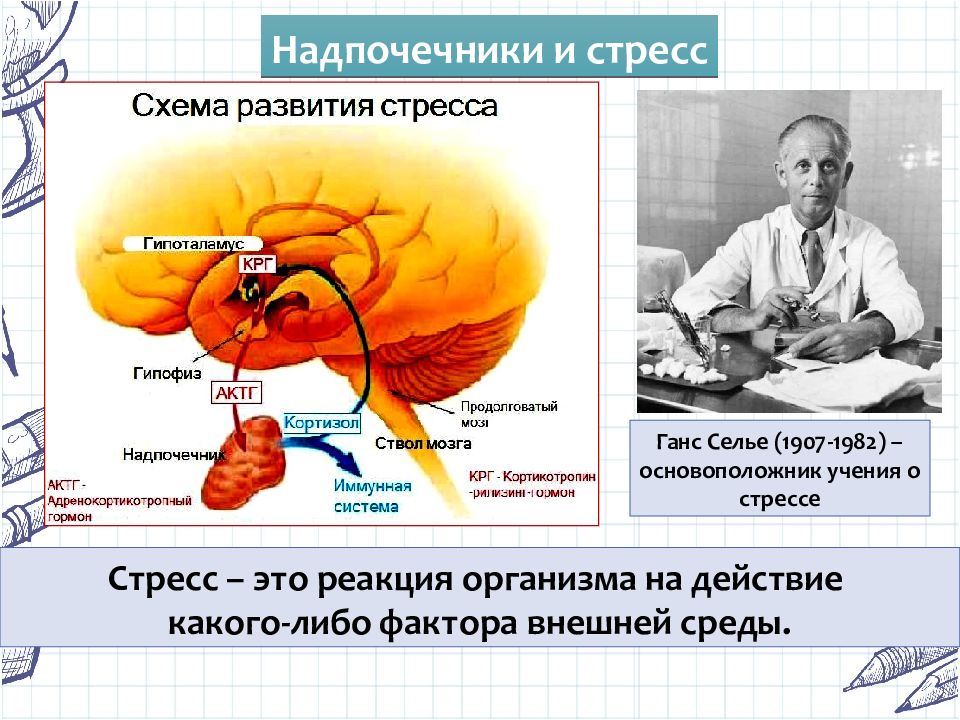 Пименов эндокринная система презентация