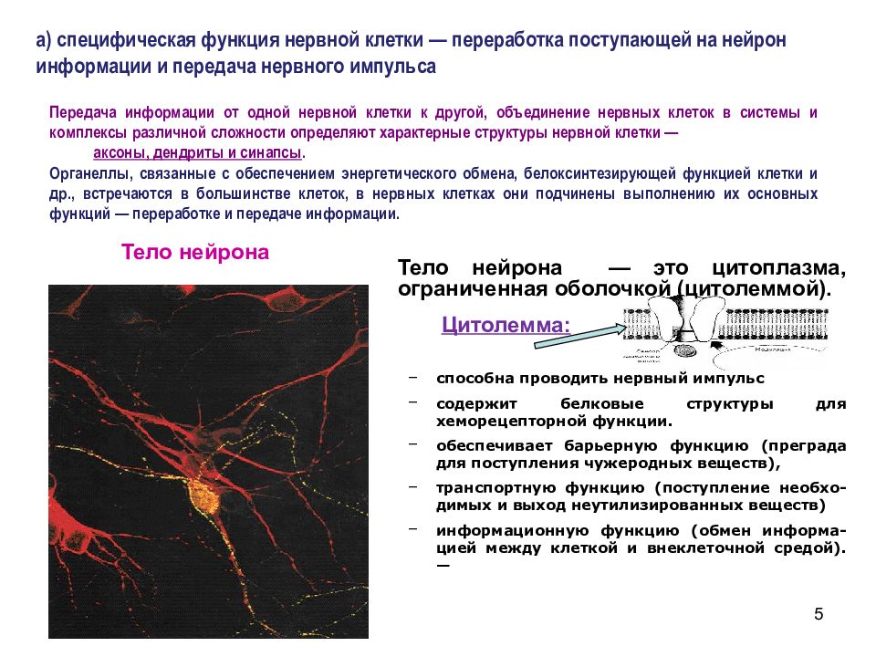 Осуществляет связь между нейронами какой нейрон. Передача импульсов в нервной системе. Нарушение передачи нервных импульсов. Передача нервного импульса с нейрона. Нервные процессы в нейроне.