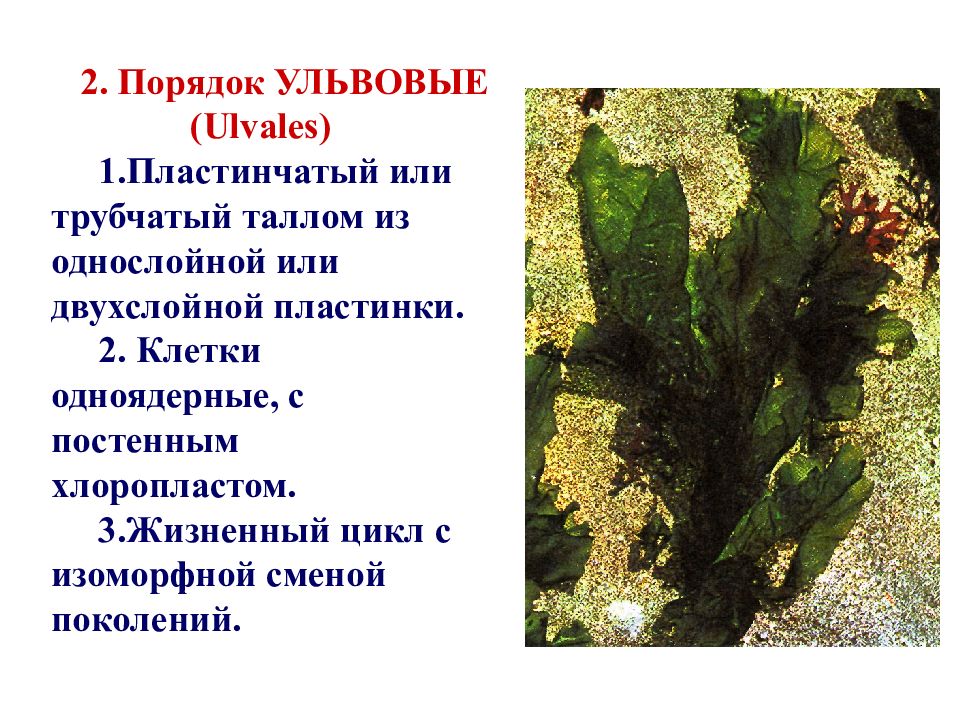 Пластинчатые водоросли. Ульвовые водоросли. Ульвовые водоросли характеристика. Пластинчатый таллом у водорослей. Порядок Ульвовые водоросли.