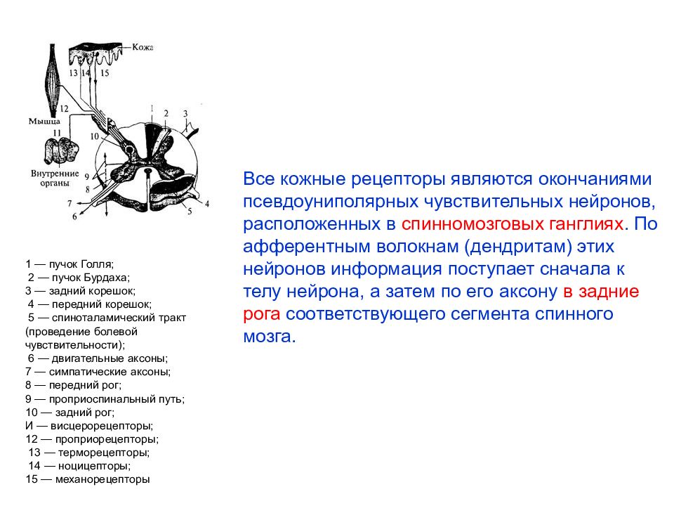 Почему двигательный анализатор является древнейшим из анализаторов. Рецепторные чувствительные Нейроны расположены в каких рогах. Рецепторные чувствительные Нейроны расположены в. Чувствительные Нейроны находятся в рогах. Пучок Бурдаха ударение.