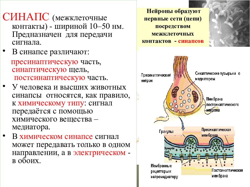 Синапс сигнал. Синапсы нервной системы. Синапс межклеточный контакт. Нервная система человека синапсы. Межклеточные контакты синаптические.