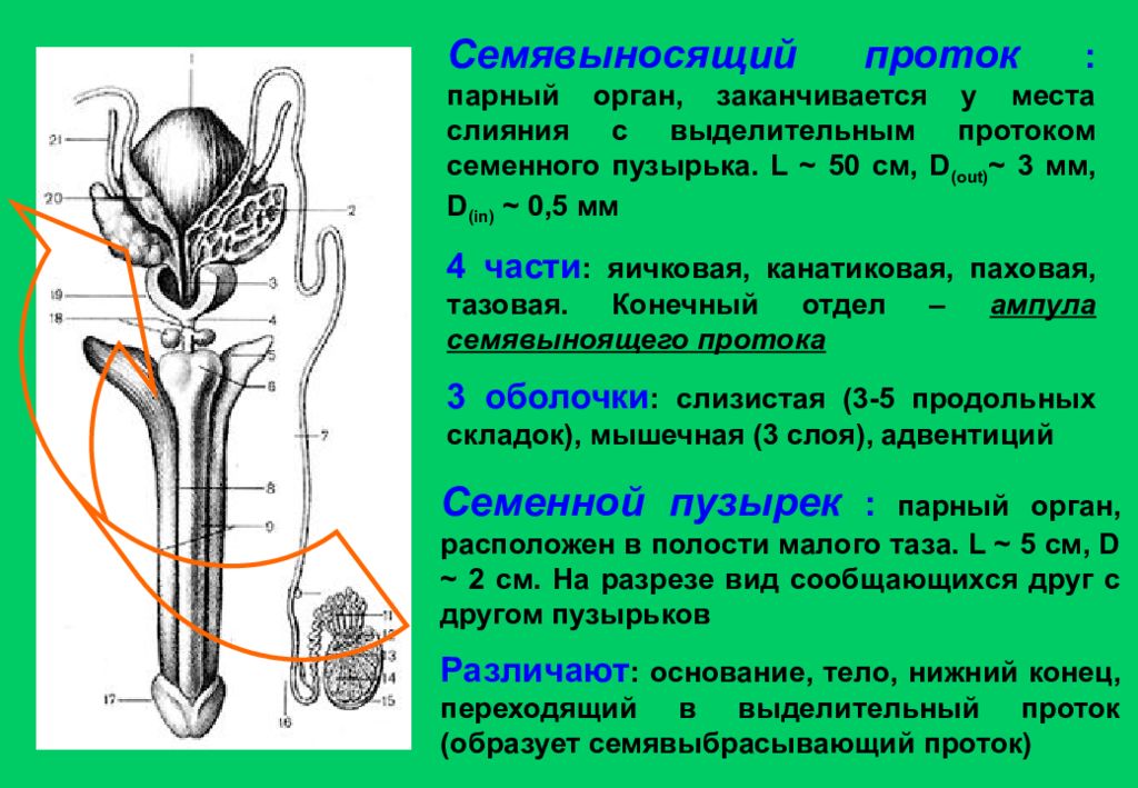Мужская половая железа семенник. Семенной канатик анатомия строение. Семявыбрасывающий проток анатомия. Семявыносящий проток анатомия топография. Мужская половая система семявыносящий проток.