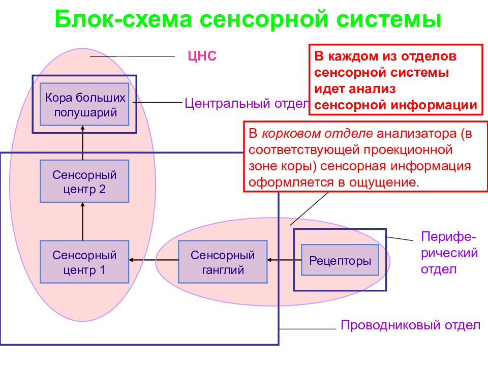 Общая схема сенсорной системы