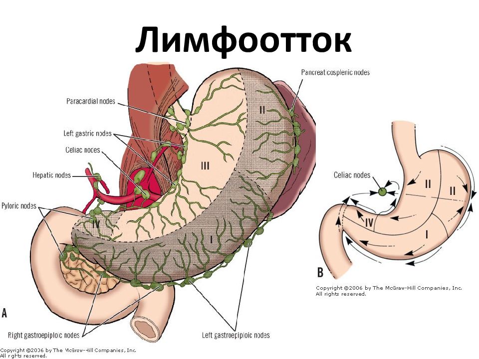 Лимфоотток желудка схема