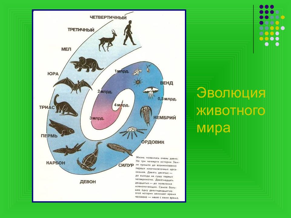 Презентация по биологии 7 класс развитие животного мира на земле современный животный мир