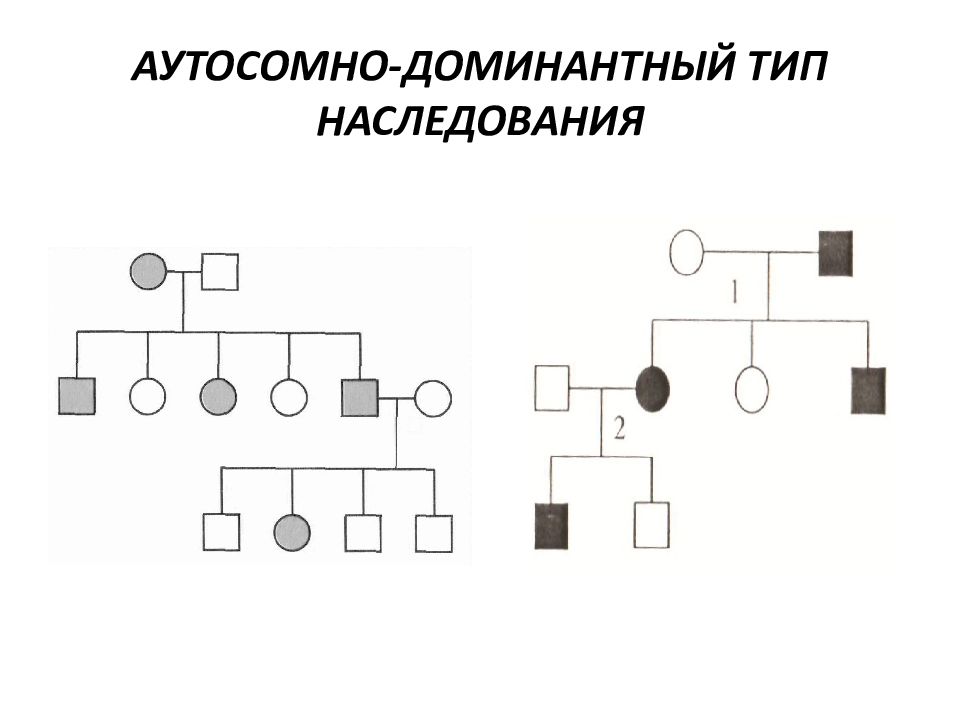 Аутосомно доминантный тип наследования. Аутосомно-доминантное наследование родословная. Родословная с аутосомно-доминантным типом наследования. Аутосомно-доминантный Тип наследования схема.