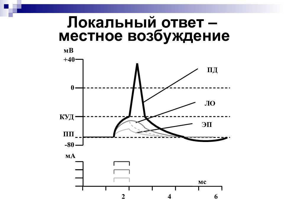 Локальный ответ. График локального ответа физиология. Электротонический потенциал физиология. Фазы локального ответа физиология.