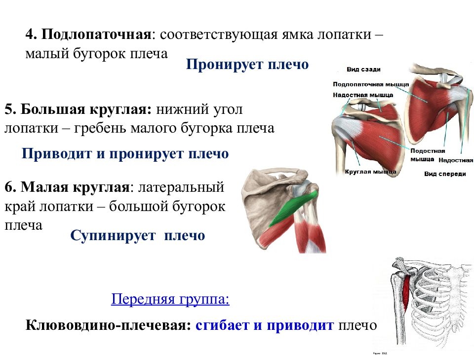 Подлопаточная ямка. Ямка под гребнем лопатки сзади. Подлопаточная ямка лопатки. Лопатка строение анатомия. Надостная ямка лопатки.