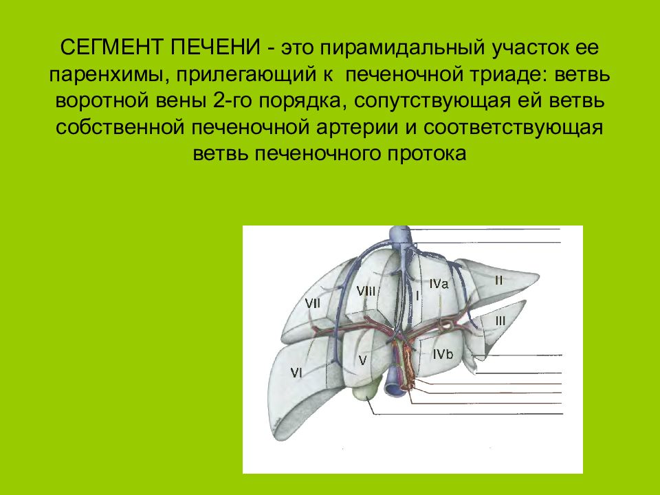 Паренхима печени. Строение паренхимы печени. Паренхиму печени образуют. Сегменты паренхимы печени.