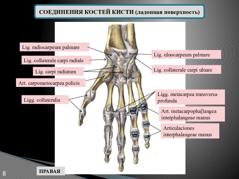 Кости лучезапястного сустава анатомия. Кости кисти лучезапястный сустав анатомия. Кисть анатомия кости суставы. Запястно-пястный сустав большого пальца. Соединения костей запястья