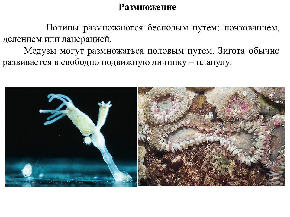 Коралловый полип размножается почкованием. Бесполое размножение медуз. Размножение коралловых полипов. Коралловые полипы размножение почкованием. Размножение коралловых полипов половое схема.
