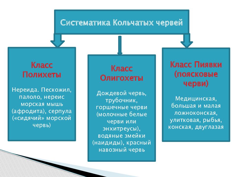 Тип червей биология 7 класс. Тип кольчатые черви классификация. Систематика кольчатых червей таблица 7 класс. Тип кольчатые черви систематика. Классификация кольчатых червей таблица.