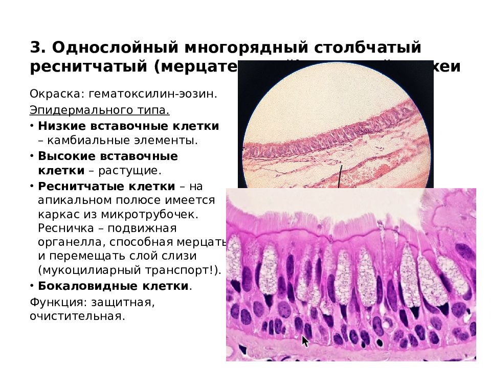 Трахею выстилает эпителий. Однослойный плоский многорядный эпителий. Многорядный призматический мерцательный эпителий трахеи. Многорядный реснитчатый мерцательный эпителий. Столбчатый эпителий гистология.