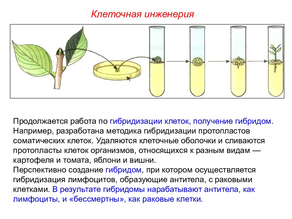 Презентация на тему технологии клеточной инженерии