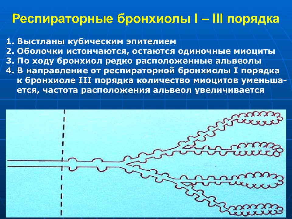 Бронхиолы. Эпителий респираторных бронхиол. Терминальные бронхиолы выстланы. Терминальные бронхиолы выстланы эпителием. Респираторную бронхиолу выстилает.