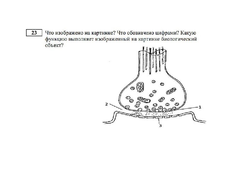 Какой цифрой на рисунке изображена стадия. Что изображено на картинке что обозначено. Рисунки биологических объектов. Назовите объект изображенный на рисунке биологический объект. Какой биологический объект изображён на рисунке.