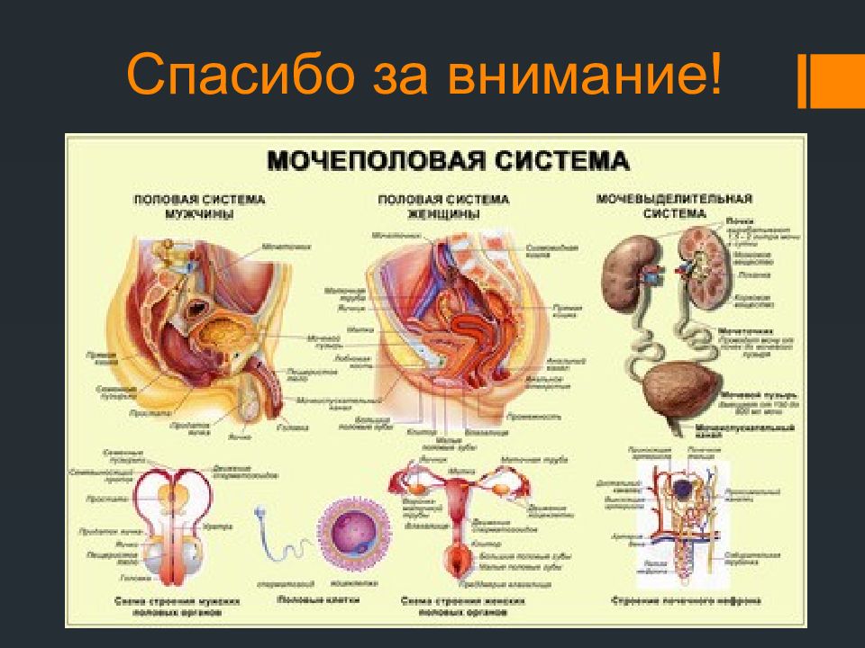 Мочеполовая система мужчины в картинках с надписями со смыслом