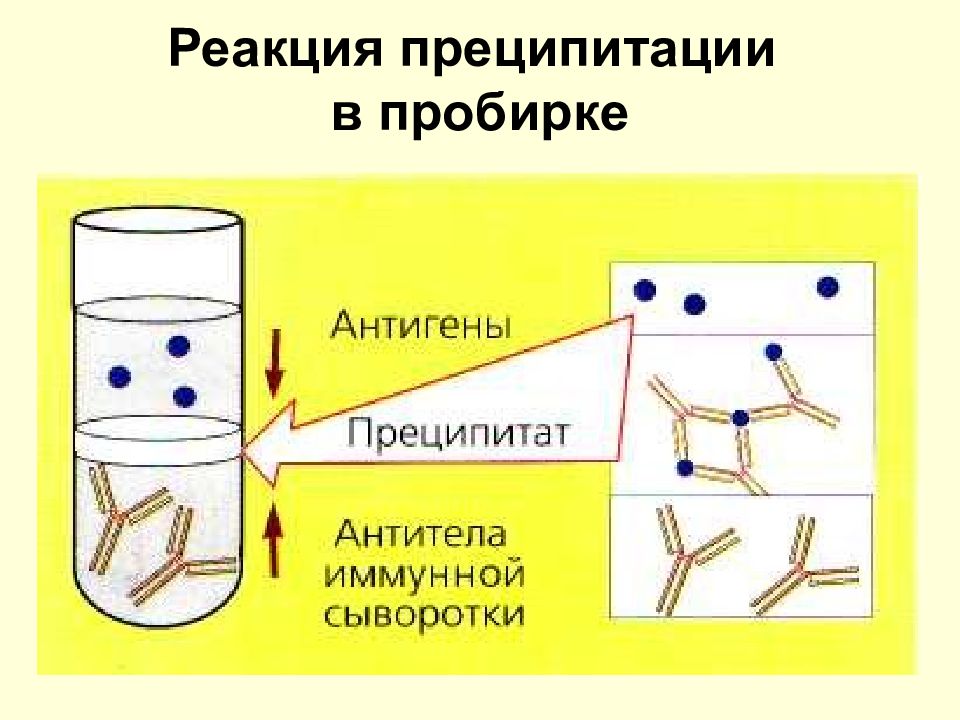 Реакция преципитации схема