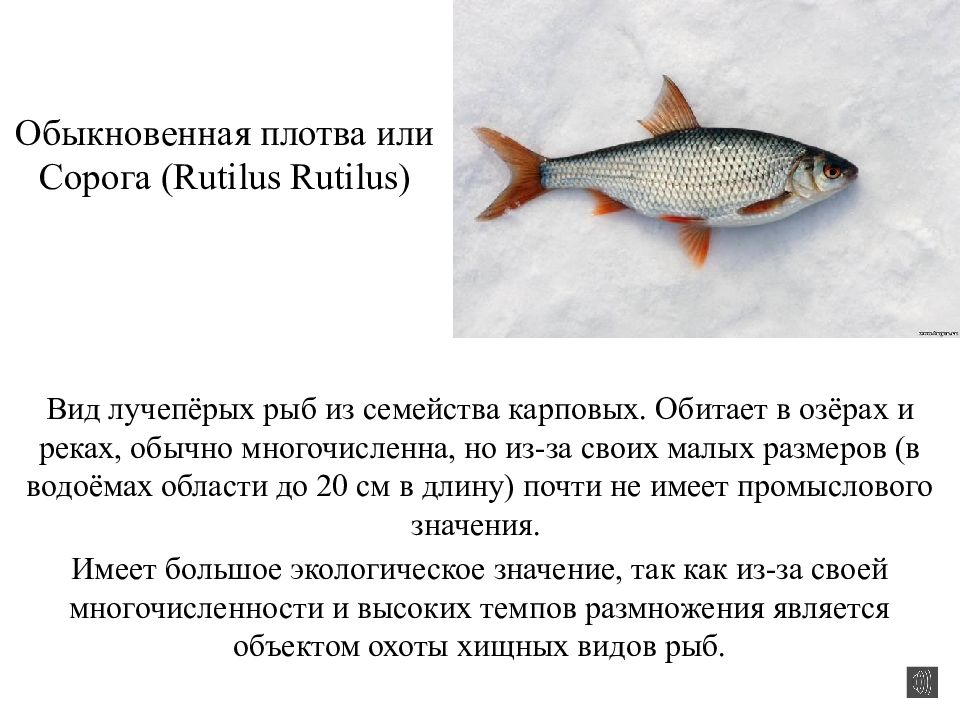 Какая рыба относится к плотве. Плотва описание рыбы. Плотва сорожка отличие. Плотва сорога чебак отличия. Рыба семейства плотвы.