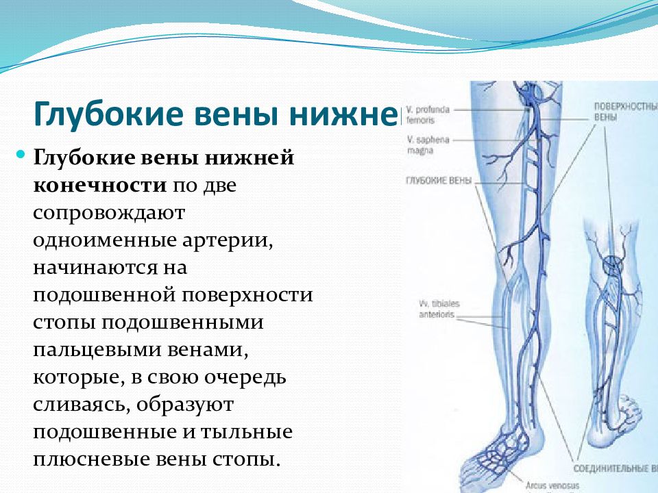 Артерия презентация