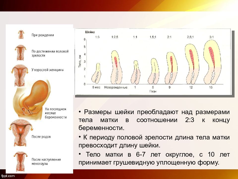 Половые органы картинки для детей