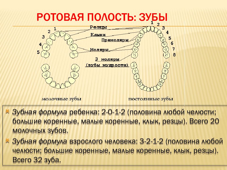 Зубы взрослого человека. Зубная формула молочных зубов. Зубная формула молочных зубов у детей. Формула зубов взрослого человека. Ротовая полость формула зубов.