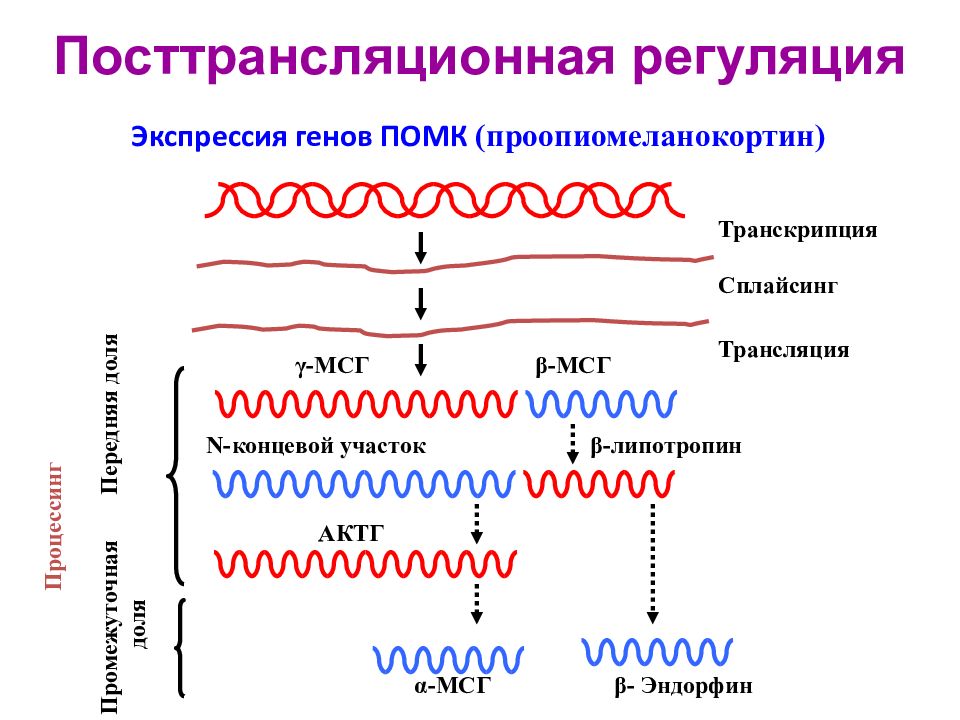 Трансляция гена. Посттрансляционная регуляция активности Гена. Транскрипция трансляция сплайсинг. Посттрансляционная регуляция экспрессии генов. Посттрансляционная регуляция экспрессии генов эукариот.