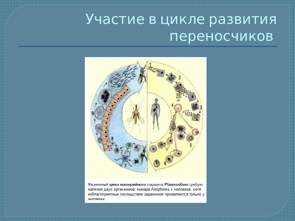 Адаптации к паразитическому образу жизни. Адаптации паразитов к паразитическому образу жизни. Адаптация организмов к паразитическому образу жизни. Циклы развития земли.