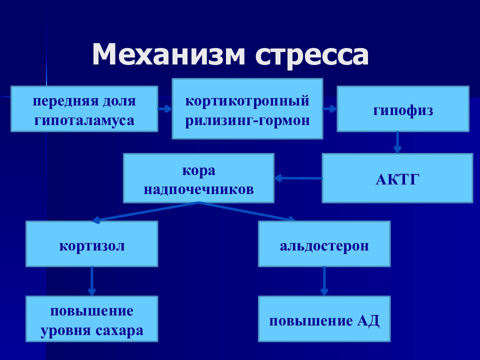 Механизм стресса. Механизм напряжений ферменты.