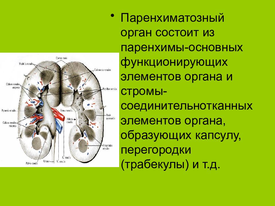 Из чего состоит орган. Строма и паренхима органа. Паренхиматозные органы состоят из. Ткань образующая строму паренхиматозных органов. Паренхиматозные органы Строма и паренхима.