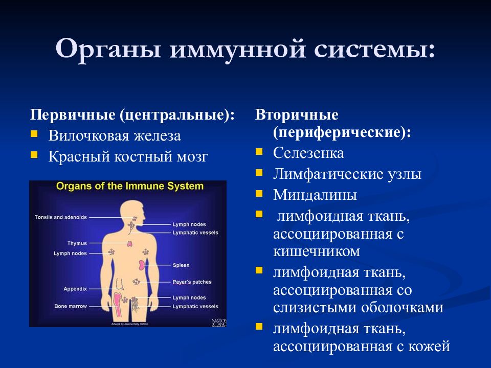 К периферическим иммунным органам относятся. Патология иммунной системы. Нарушение иммунной системы человека. Иммунитет органы иммунной системы. Структура органов иммунной системы.