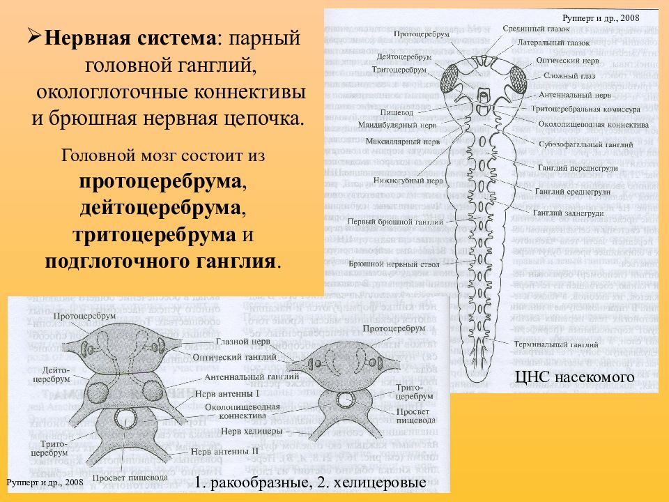 Нервная насекомых. ЦНС насекомых. Протоцеребрум дейтоцеребрум тритоцеребрум. Тритоцеребрум это у насекомых. Окологлоточные коннективы.