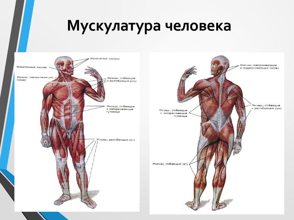 Возрастная анатомия человек