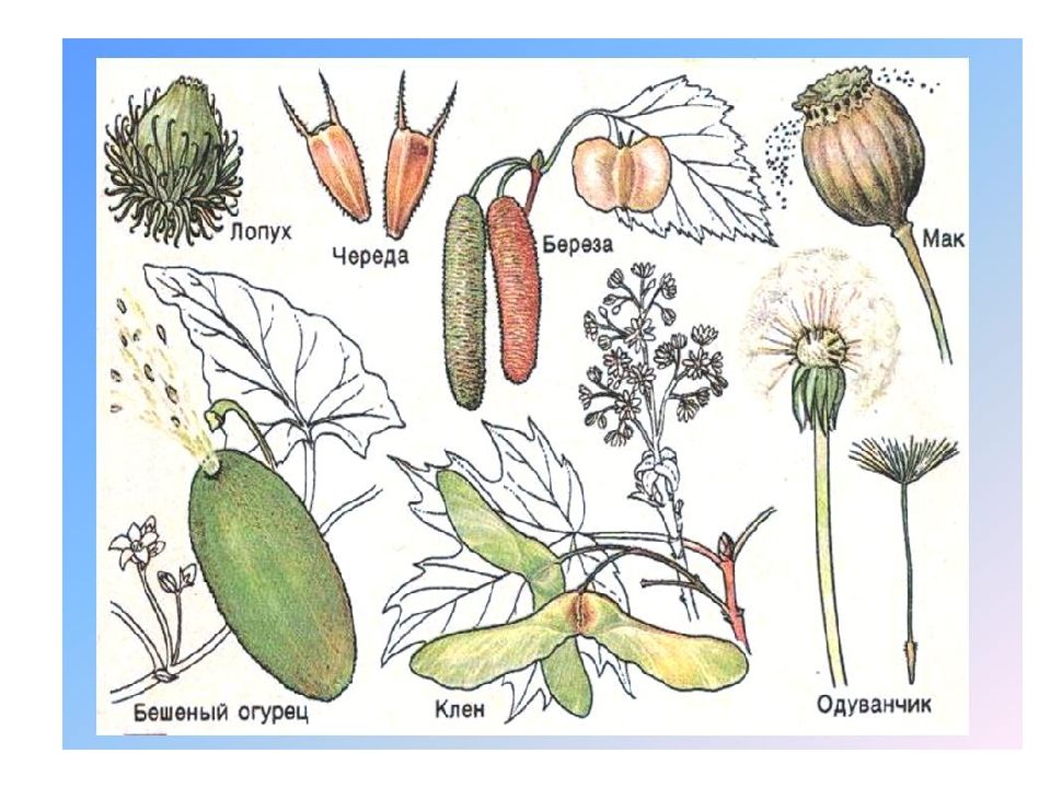 Покрытосеменные рисунок. Рисунок Покрытосеменные растения 5 класс. Покрытосеменные каштан. Какому классу относятся растения семя которого изображено на рисунке. Какие типы плодов изображены на рисунке