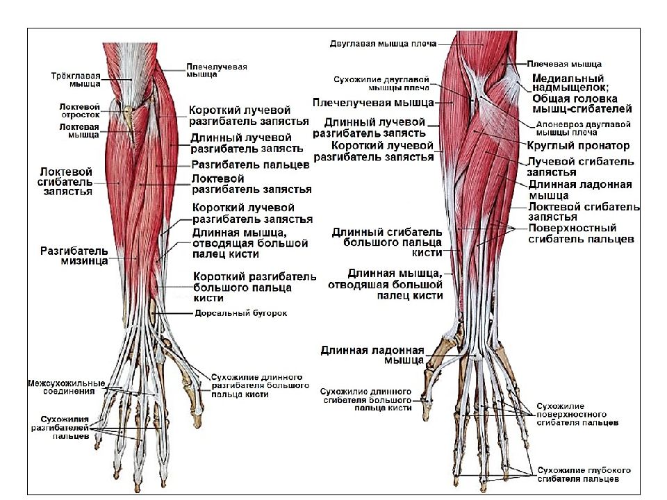Сгибатели кисти. Мышцы предплечья вид спереди. Длинный разгибатель пальцев кисти анатомия. Поверхностные мышцы предплечья вид спереди. Мышцы предплечья вид спереди и сзади.
