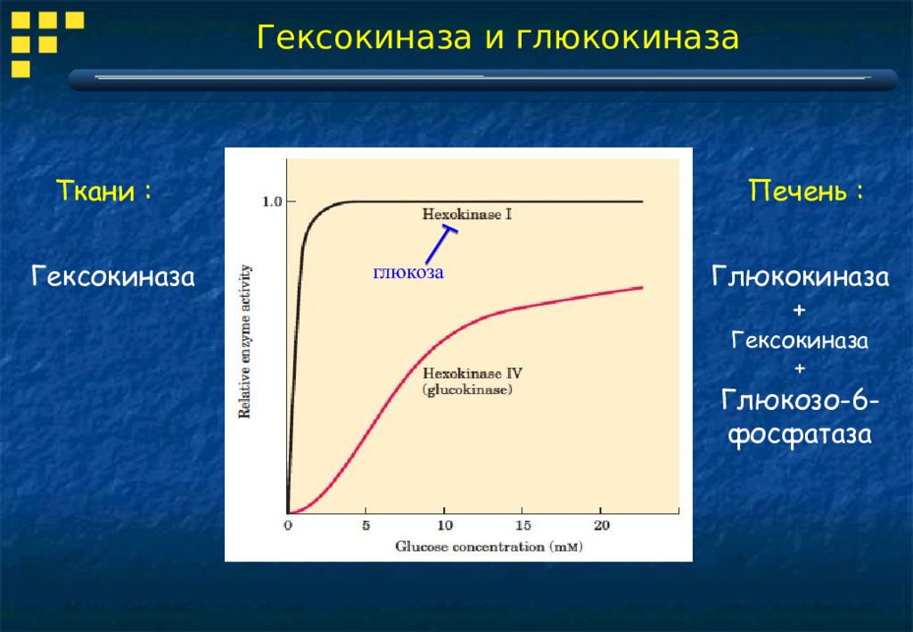 Глюкоза скорость. Глюкокиназа и гексокиназа. Гексокиназа и глюкокиназа изоферменты. Гексокиназа и глюкокиназа характеристика. Гексокиназы функция.