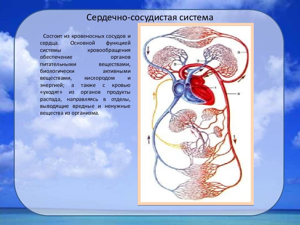 Основные функции кровообращения. Кровеносная система. Органы кровеносной системы. Система органов кровообращения. Сердечно сосудистая и кровеносная система.