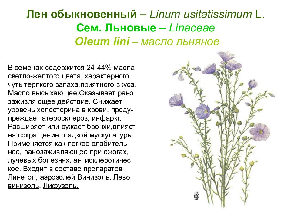 Лен обыкновенный описание. Лен обыкновенный - Linum usitatissimum. Лён обыкновенный стебель. Лен посевной латынь. Лен формула цветка.