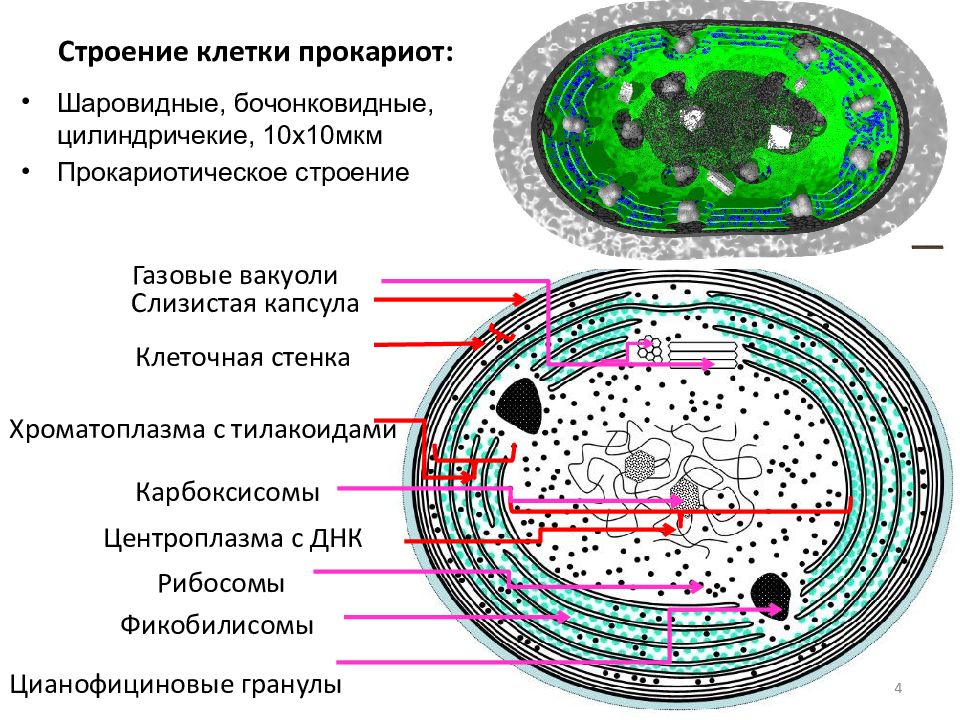 ПРОКАРИОТЫ Отдел сине-зеленые водоросли ( цианобактерии, хлороксибактерии, Строение клетки прокариот: