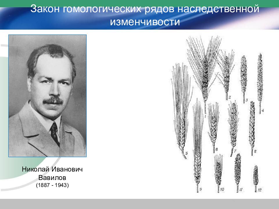 Закон вавилова о гомологических рядах наследственной изменчивости презентация