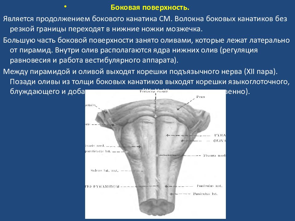 Продолговатый мозг латеральная. Боковой канатик продолговатого мозга. Боковая поверхность продолговатого мозга. Мост.продолговатый мозг.4 желудочек. Продолговатый мозг Бульбус боковой канатик.